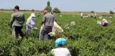 Karaağaç biberinin hasadı başladı! Kurutulduktan sonra kilosu 400 TL'ye satılacak