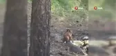 Piknik alanındaki sincap böyle görüntülendi