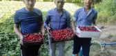 Batman yerel: Sason'da 3 aile ile başlayan çilek üretimi 400 aileye geçim kaynağı oldu