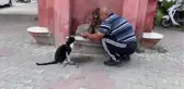 Bolu'da bir vatandaş sıcaktan bunalan kediye elleriyle su içirdi