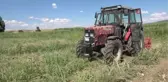 İlk kez ekimini yaptığı sarımsağın hasadını gerçekleştirdi, beklentisi 30 ton ürün elde etmek