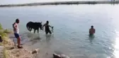 ŞANLIURFA - Sıcaktan bunalan atlar Fırat Nehri'nde serinletildi