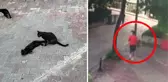Yavrularıyla duran sokak kedisine saldıran ev köpeği bin pişman oldu