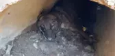 Zifte yapışan 4 köpek kurtarıldı, 3'ü telef oldu
