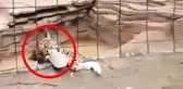 Fotoğraf çekmek için jaguar kafesine atlayan çocuğun ayağı parçalandı