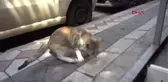 KALP MASAJIYLA HAYATA DÖNDÜRÜLEN YAVRU KEDİ ÖLDÜ