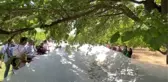 Hayvanlara yem olarak verilen dut posasından yağ ürettiler