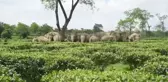Hindistan'da Asya fili sürüsü görüntülendi