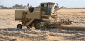 Sığır balıkçılları biçerdöver peşinde yiyecek avında