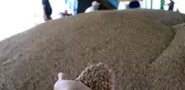 Bolu'da çiftçiler tonlarca buğdayı TMO'ya satmaya başladı