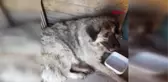 KÖPEĞİ EZMEK İÇİN YOLUNU DEĞİŞTİREN SÜRÜCÜ 'EHLİYETSİZ' ÇIKTI