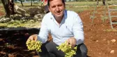 Kilis'te 'Boz' fıstık hasadı başladı