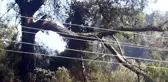 Marmaris'teki orman yangını, kırılan ağaç dalının elektrik tellerini temas ettirmesiyle çıktı