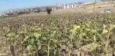 Osmaniyeli Ayçiçeği Üreticisi: 