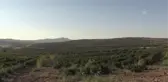 Üzümden 50 bin ton rekolte bekleniyor