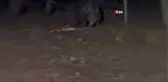 Bahçesine gelen ayı ile poz verip o anları böyle kaydetti