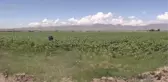 Yağlık ayçiçeği üretimine yönelen çiftçiler yüksek verim bekliyor