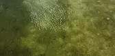 Arin Gölü'nün renkli misafirleri