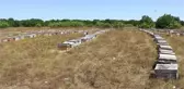 Dededen toruna 3 kuşak arıcıların 