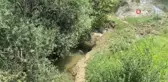 Gökırmak'ta yüzlerce balık telef oldu