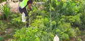 Son dakika haber | Korkuteli'de bahçesinde Hint keneviri yetiştiren kişi gözaltına alındı