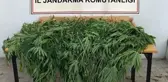 Antalya haberi | Korkuteli'de jandarma 30 kök kenevir ele geçirdi