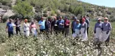 Aydın haber: Türkiye'nin ilk pamuk hasadı Söke'den