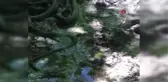 Yılanların birbirini yemeye çalışması böyle görüntülendi