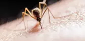 Zika virüsü taşıyan sivrisinekler İstanbul'da görüldü! Birçok mahalle tehlike altında