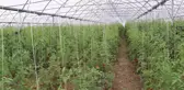Cezaevi içinde kurulan seranın açılışı yapıldı