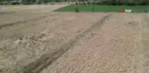Erzincan haber | Erzincan'da ilk defa ekilen çörek otundan verimli sonuç alındı