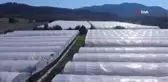 Bebekleri gibi baktıkları domatesleri toplamaya başladılar