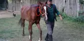 Boynu kesilen atını bahçe hortumuyla hayata bağladı
