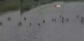 Çil Keklik sürüsü böyle görüntülendi