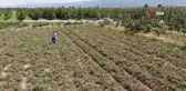 Hasada sayılı günler kala binlerce dönüm domates kurudu