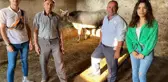 Balıkesir haber: BALIKESİR - Kaçtıktan 25 gün sonra yakalanan kurbanlık ineği 