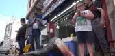 Boyu 2 metre ve 108 kilo ağırlığında...Dev yayın balığı vatandaşın ilgi odağı oldu