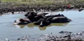 Son dakika haberi | Düzce'de geçtiğimiz ay yaşanan sel felaketi, manda üretimini vurdu