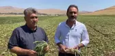 Elazığ haberleri: Elazığlı Pancar Üreticileri: 