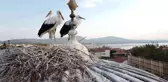 Tarihi bedesten üzerine yuva yapan leylekler ilgi odağı haline geldi