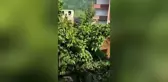 Rize yerel haberi... Rize'de Yol Yapımı Nedeniyle Arazisi İstimlak Edilen Kezban Yılmaz, Dozerin Önüne Çıkarak Yaşananlara Tepki Gösterdi