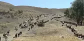 Yaylaya çıkan kadınların zorlu mesaisi sürüyor