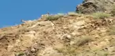 Erzurum haber... Erzurum'da yaban keçileri görüntülendi