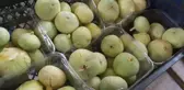 Beyaz incir hasadı başladı