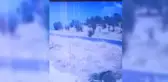 Nesin Vakfı'na Ait Matematik Köyü'ndeki Zeytinlik Kundaklandı. Ali Nesin: 