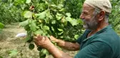 Trabzon haberleri! TRABZON'DA ERKEN FINDIK HASADI