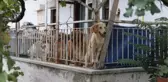 Son dakika haberi: AÇ KALAN KÖPEKLERİN, KİLİTLİ TUTULDUKLARI EVDE BİRBİRİNİ ÖLDÜRDÜĞÜ İDDİA EDİLDİ