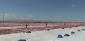 Diyarbakır haber! DİYARBAKIR - Vali Su, domates hasadı yaptı, tarlada çalışan işçilerle görüştü