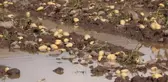 Vatandaş kilosunu 10 TL'den alıyordu! Sel basan tarlada 35 ton patates heder oldu