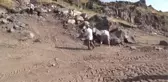 Geleneksel yöntemlerle çıkarılan 